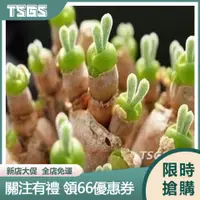 在飛比找蝦皮購物優惠-【TSGS】多款多肉種子 生石花 碧光環小兔子 吉娃娃 乙女