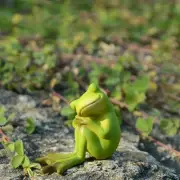 Polyresin Statue Figurine Fairy Garden Decor Frog Statue Home Decoration