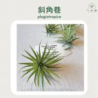 在飛比找蝦皮購物優惠-三木空鳳農場出品 🌿 plagiotropica斜角巷 空鳳