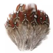 50pcs Rare Timmincks Tragopan Natural Pheasant Feathers DIY Art Craft Jewellery