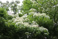 在飛比找雄獅旅遊優惠-彰化旅遊｜大人囝仔｜挑水古道雪白桐花季．鹿港老街/鹿港天后宮