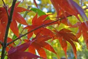 Buy Japanese Osakazuki Maple Trees (Acer palmatum)