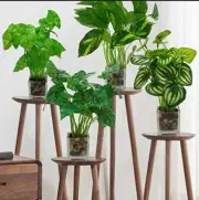 Set of 4 Artificial Greenery Plants with Decorative Stones in Clear Pots - Reali