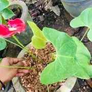 Coconut Husk Chips Organic Orchid Anthurium Mixes Flowers Growing Media 1000g