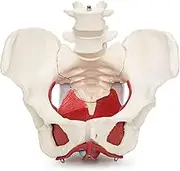 Wellden Product Medical Anatomical Female Pelvis Model with Removable Organs 6-Part Life Size