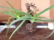One of a Kind Sand Casted Planter with Aloe Plants by JC (d)