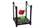 Betta Fighting Fish Black Arc Tank 1L Beginners tank by Aqua One