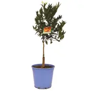 250mm Imperial Mandarin - Citrus reticulata