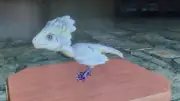 Ark Survival Ascended PVE Archaeopteryx Chibi Unleveled