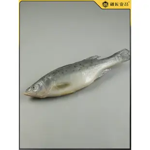 (MOLD-C135)仿真海鱸魚模型假海鮮水產七星魚海魚鱸魚仿真海鮮博物館直播道具