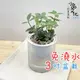 【小品文化】多葉蘭【現貨】3吋條紋圓免澆水盆栽 懶人盆栽 觀葉植物 室內植物 自動吸水 創意花盆 居家辦公盆花