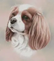 Cavalier King Charles 3 - Cross Stitch Chart/Pattern/Design/XStitch