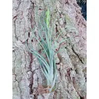 在飛比找蝦皮購物優惠-空鳳 女王頭X煙火 Tillandsia caput med