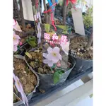 ★ 逗花枝玩 ☆  【季節限定】櫻花苗 昭和櫻 4吋