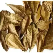 Almond Leaves Catappa Indian Ketapang Leaf Shrimp BettaFish Aquarium Care 100pcs
