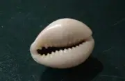 Cypraea Annulus 24 mm GEM ,beautiful BLUISH - albino pattern wow!!!