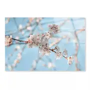 Close-Up Blossom Branch Print 100% Australian Made 50 x 40cm (Acrylic)