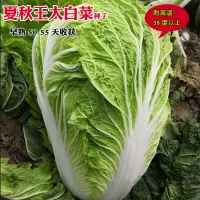 在飛比找露天拍賣優惠-夏陽大白菜種子 種籽夏季熱山東膠蔬大白菜籽農家青菜種籽蔬菜種