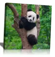 Black & White Panda Poster Picture Canvas Prints Wall Art 12”x12”