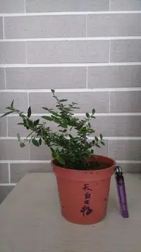 在飛比找Yahoo!奇摩拍賣優惠-~寶貝の家~日本盆栽素材~日本天皇梅