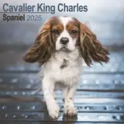 Cavalier King Charles Spaniel Calendar 2025 - Square Wall Calendar