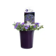 140mm Purple Moon - Convolvulus hybrid