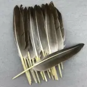 Duck WING Plume Natural Pheasant Feathers 30-35CM/12-14Inch For DIY Jewelry