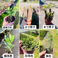 在飛比找蝦皮購物優惠-圓葉竹柏 栗子 龍珠果 珍珠柏 真柏 小苗 盆栽 綠植 庭院