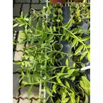 花園植物工坊♥觀葉植物♥大天宮瀑布蘭(大天宮石斛蘭)♥2吋盆♥