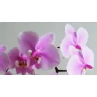 在飛比找蝦皮購物優惠-《新品》“斑葉”Phalaenopsis schilleri