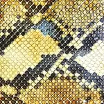 驚奇生物 THE AMAZING SNAKEHEADS / 迷幻情歌 AMPHETAMINE BALLADS CD