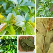 50g AVOCADO LEAVES DRY aguacate herbal secas de hojas healthy leaf natural pure