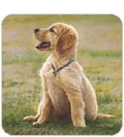 Cork Back Coaster-Dog Design GOLDEN PUPPY-Create Your Own Set!