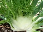 Fennel, Florence Romanesco - Heirloom Vegetable by Life-Force Seeds Australia