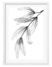 [Profile Australia] Australian Made Transparent Eucalyptus Feather Leaves Art Print A3 in White Frame