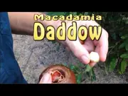 Macadamia Daddow Tree - Macadamia integrifolia