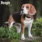 Beagle Calendar 2025 - Square Wall Calendar
