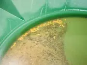 2 Lbs Yukon Gold Panning Paydirt - Sluice it, Pan it, Get Good Gold Everytime