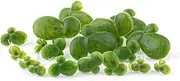 Framendino, 36 Pack Artificial Mini Duckweed with Root Plastic Floating Fish Plants for Aquarium Tank Decor