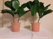 Hearth and Hand Magnolia Faux Leaf Fig 15in H Plant in Terracotta Set of 2