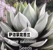 2025 New arrival Fresh Agave salomonii S eeds 50/100PCS