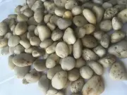 10Lb Decorative Polished Pebbles/River Rocks/Aquarium Gravel (Large Nature 10Lb)
