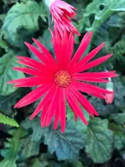 Canvas Print Stunning Red Gerbera Flower - Choose From 5 Sizes