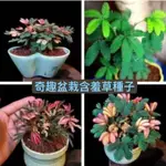 灣灣【含羞草種子】 四季種植 奇趣植物易種花卉種子陽臺室內盆栽種籽