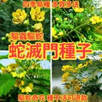 🌻🔥【蛇滅門種子】🌱夏季爆款蛇滅門種子 望江南種籽 四季庭院大田種植 驅蛇驅蟲種子不怕有蛇 發芽率95%以上 包發