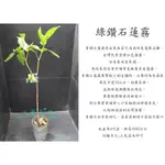 心栽花坊-綠鑽石蓮霧/超取會斷頭/4吋盆/蓮霧品種/水果苗/售價180特價150