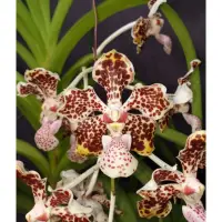 在飛比找蝦皮購物優惠-Vanda lombokensis 龍目萬代蘭 原生蘭 蘭花