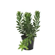 200mm Leucadendron Gold Strike