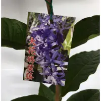 在飛比找蝦皮購物優惠-花囍園_喬木圍籬植物—大花錫葉藤--夢幻紫藍色的花朵~十分美