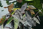 Buy Taro Black Magic plants (Colocasia esculenta)